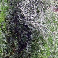 Grande absinthe (Artemisia absinthium) graines