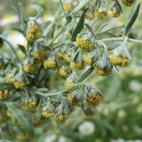 Grande absinthe (Artemisia absinthium)