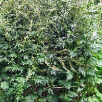 Armoise commune (Artemisia vulgaris) graines