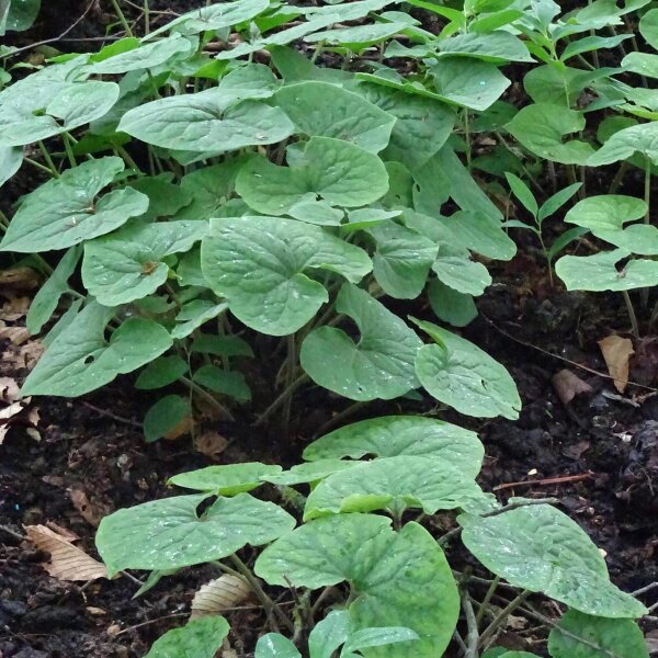 Asaret du Canada / gingembre sauvage (Asarum canadense) graines