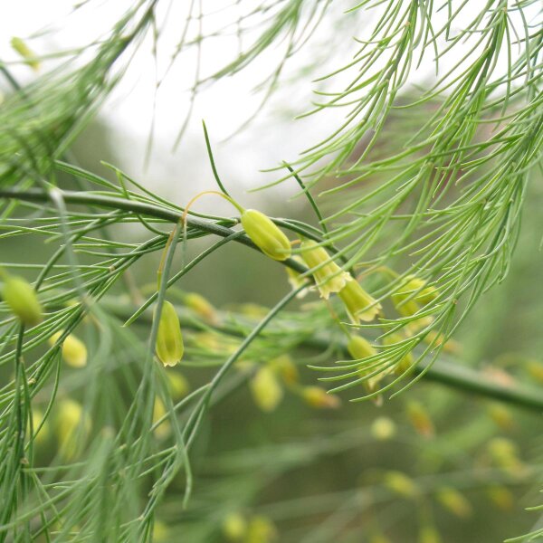 Asperge verte (Asparagus officinalis) graines