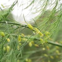 Asperge verte (Asparagus officinalis) graines