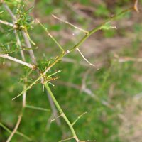 Asperge sauvage (Asparagus acutifolius) graines