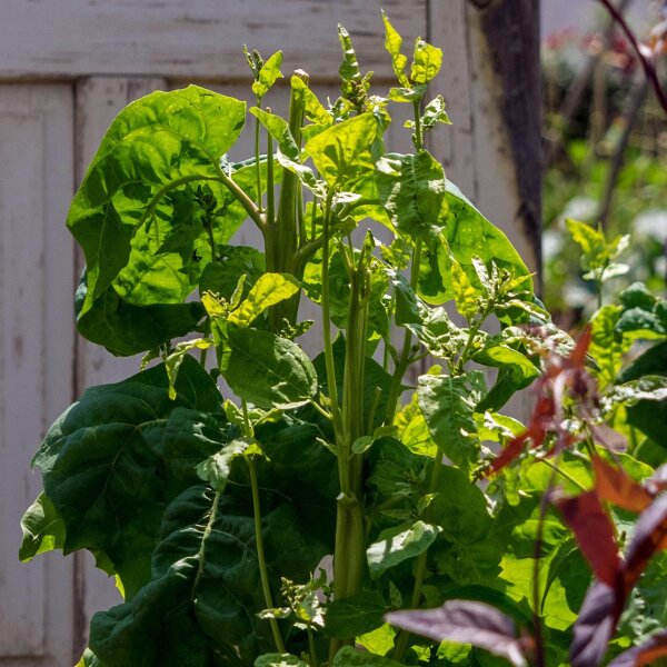 Arroche des jardins verte (Atriplex hortensis) graines