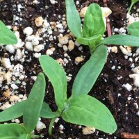 Arroche des jardins verte (Atriplex hortensis) graines