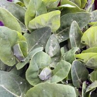 Arroche des jardins verte (Atriplex hortensis) graines