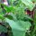 Arroche des jardins verte (Atriplex hortensis) graines