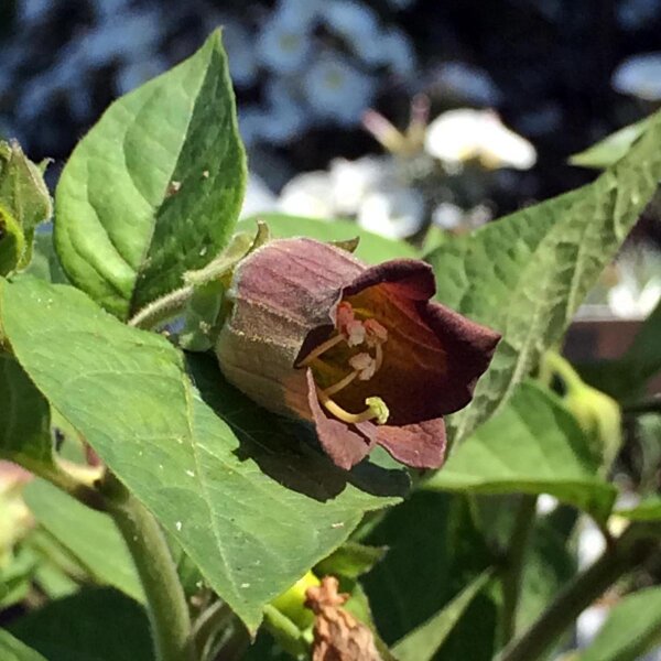 Belladonne (Atropa belladonna var. belladonna) graines