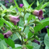 Belladonne (Atropa belladonna var. belladonna) graines