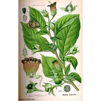 Belladonne (Atropa belladonna var. belladonna) graines