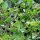 Belladonne (Atropa belladonna var. belladonna) graines