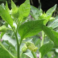 Belladonne jaune (Atropa belladonna var. lutea) graines