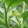 Belladonne jaune (Atropa belladonna var. lutea) graines