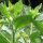Belladonne jaune (Atropa belladonna var. lutea) graines