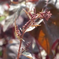 Arroche des jardins rouge (Atriplex hortensis) graines