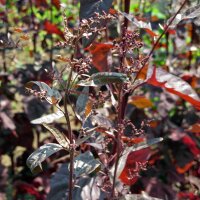 Arroche des jardins rouge (Atriplex hortensis) graines