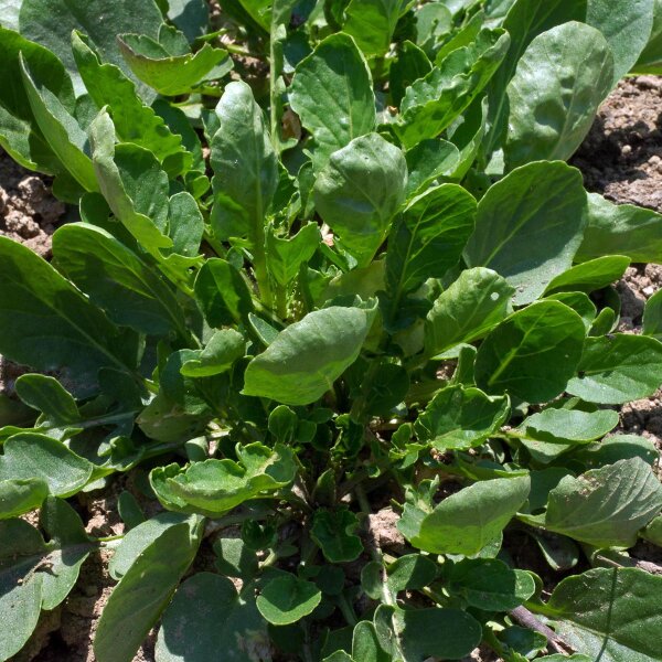 Barbarée commune (Barbarea vulgaris) graines