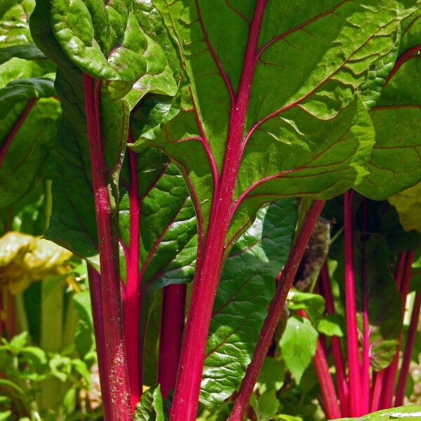 Blette rouge Vulkan (Beta vulgaris var. cicla) graines