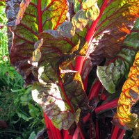 Blette rouge Vulkan (Beta vulgaris var. cicla) graines