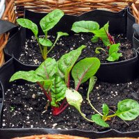 Blette rouge Vulkan (Beta vulgaris var. cicla) graines