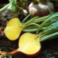 Betterave jaune Golden (Beta vulgaris) graines