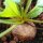 Betterave jaune Golden (Beta vulgaris) graines