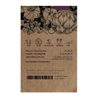 Bette maritime (Beta vulgaris ssp. maritima) graines