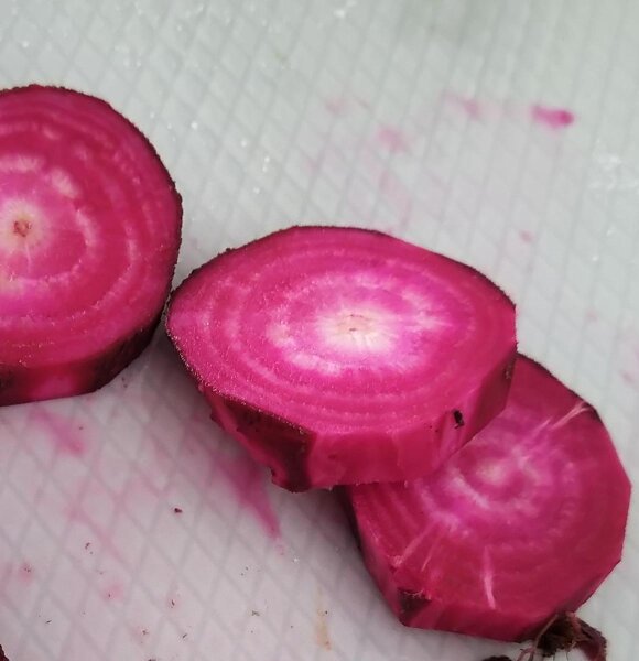Betterave rouge Crapaudine (Beta vulgaris) graines