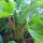 Betterave rouge Crapaudine (Beta vulgaris) graines