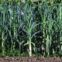 Poireau "Blauwgroene Winter" (Allium porrum) Bio semences