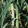 Poireau "Blauwgroene Winter" (Allium porrum) Bio semences