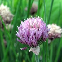 Ciboulette Gonzales (Allium schoenoprasum) Bio semences