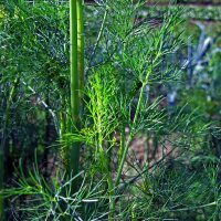 Aneth (Anethum graveolens) Bio semences