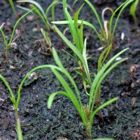 Aneth (Anethum graveolens) Bio semences