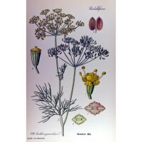 Aneth (Anethum graveolens) Bio semences