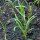 Aneth (Anethum graveolens) Bio semences