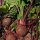 Betterave rouge Robuschka (Beta vulgaris) Bio semences