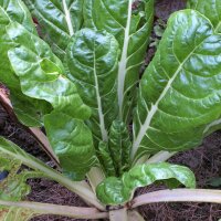 Blette "Glatter Silber" (Beta vulgaris) Bio semences