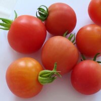 Tomate Matina (Lycopersicum esculentum) Bio