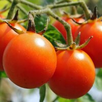 Tomate Matina (Solanum lycopersicum) Bio semences