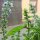 Basilic Medium (Ocimum basilicum) Bio semences