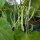 Haricot Nain Saxa (Phaseolus vulgaris) Bio semences