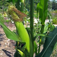 Maïs doux Golden Bantam (Zea mays) Bio semences