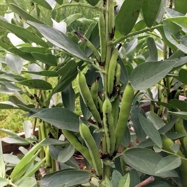 Feverole Hangdown (Vicia faba) Bio semences