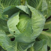 Chou cabus blanc Dottenfelder Dauer (Brassica oleracea)...