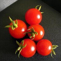 Tomate cerise Zuckertraube (Solanum lycopersicum) Bio...