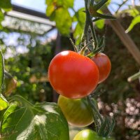 Tomate cerise Zuckertraube (Solanum lycopersicum) Bio semences