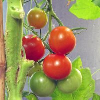 Tomate cerise Zuckertraube (Solanum lycopersicum) Bio semences