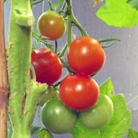 Tomate cerise Zuckertraube (Solanum lycopersicum) Bio semences