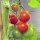 Tomate cerise Zuckertraube (Solanum lycopersicum) Bio semences